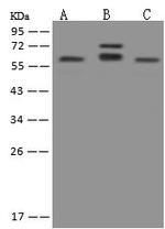 PHACTR3 Antibody in Western Blot (WB)