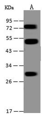 PIGX Polyclonal Antibody