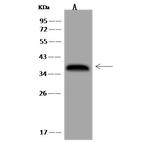 Pirin Polyclonal Antibody