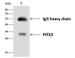 PITX3 Antibody in Immunoprecipitation (IP)
