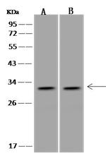 PITX3 Antibody in Western Blot (WB)