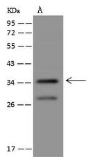 PLK5 Polyclonal Antibody