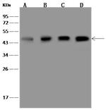 PPME1 Antibody in Western Blot (WB)