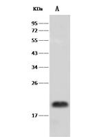 PRAP1 Polyclonal Antibody
