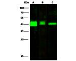 PRMT6 Polyclonal Antibody
