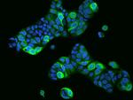 PRR11 Antibody in Immunocytochemistry (ICC/IF)