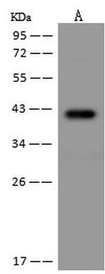 PRR11 Antibody in Western Blot (WB)