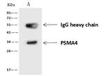 PSMA4 Antibody in Immunoprecipitation (IP)