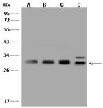 PSMA4 Polyclonal Antibody
