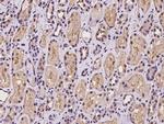 PSMB1 Antibody in Immunohistochemistry (Paraffin) (IHC (P))