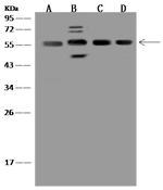 PSMD4 Antibody in Western Blot (WB)