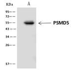 PSMD5 Antibody in Immunoprecipitation (IP)