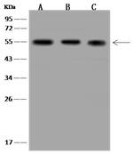 PSMD5 Antibody in Western Blot (WB)
