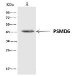PSMD6 Antibody in Immunoprecipitation (IP)