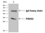 PSMG1 Antibody in Immunoprecipitation (IP)