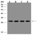 PSMG1 Polyclonal Antibody