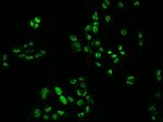 PSPC1 Antibody in Immunocytochemistry (ICC/IF)