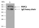 PSPC1 Antibody in Immunoprecipitation (IP)