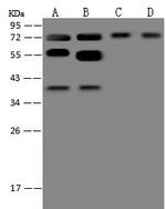 PSPC1 Antibody in Western Blot (WB)
