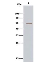 PTP1B Antibody in Immunoprecipitation (IP)