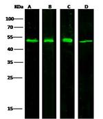 PTP1B Antibody in Western Blot (WB)
