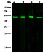 PTP1B Antibody in Western Blot (WB)