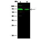 SHP-1 Polyclonal Antibody