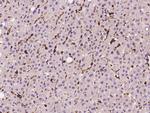 CD45 Antibody in Immunohistochemistry (Paraffin) (IHC (P))