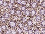 CD45 Antibody in Immunohistochemistry (Paraffin) (IHC (P))