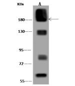 CD45 Antibody in Western Blot (WB)
