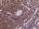 PTPRCAP Antibody in Immunohistochemistry (Paraffin) (IHC (P))