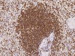 PTPRCAP Antibody in Immunohistochemistry (Paraffin) (IHC (P))