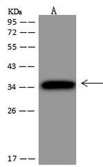 PTPRCAP Antibody in Western Blot (WB)