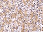 PXMP4 Antibody in Immunohistochemistry (Paraffin) (IHC (P))