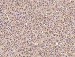 PXMP4 Antibody in Immunohistochemistry (Paraffin) (IHC (P))