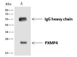 PXMP4 Antibody in Immunoprecipitation (IP)