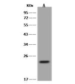 PXMP4 Antibody in Western Blot (WB)