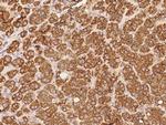 RAB9 Polyclonal Antibody
