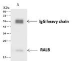 RALB Antibody in Immunoprecipitation (IP)