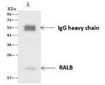 RALB Antibody in Immunoprecipitation (IP)