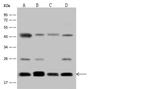 RALB Antibody in Western Blot (WB)