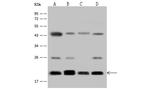 RALB Antibody in Western Blot (WB)