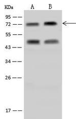 RANBP3 Antibody in Western Blot (WB)