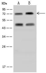 RANBP3 Antibody in Western Blot (WB)