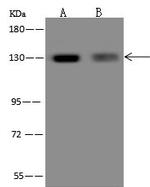 RBM19 Antibody in Western Blot (WB)