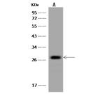 REEP2 Antibody in Western Blot (WB)