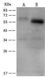 RGS7 Polyclonal Antibody