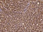 RNF25 Antibody in Immunohistochemistry (Paraffin) (IHC (P))