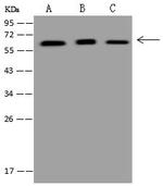 RNF25 Antibody in Western Blot (WB)