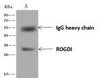ROGDI Antibody in Immunoprecipitation (IP)